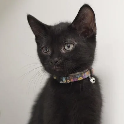 A baby small-sized male Domestic Short Hair cat named Frito for adoption in Verona, WI