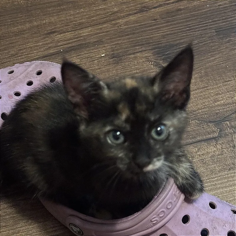 A baby small-sized female Black Domestic Medium Hair cat named Chrissie Hynde for adoption in Spokane, WA