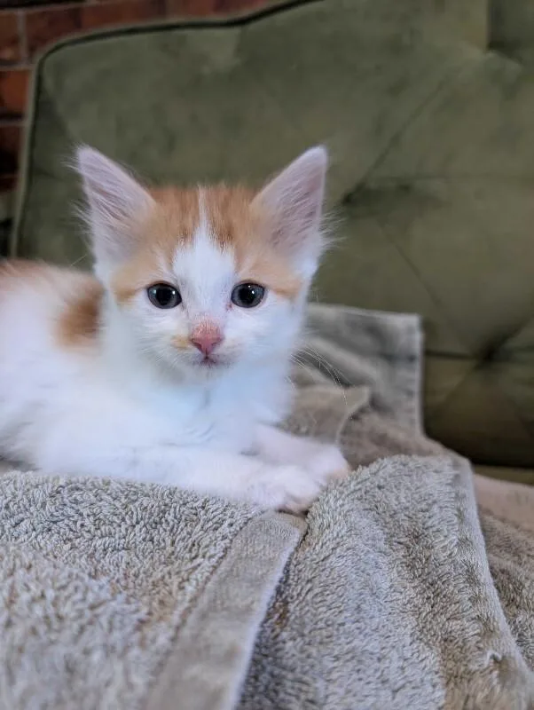A young medium-sized female Orange / Red Domestic Medium Hair cat named Hot Dish for adoption in Fort Collins, CO