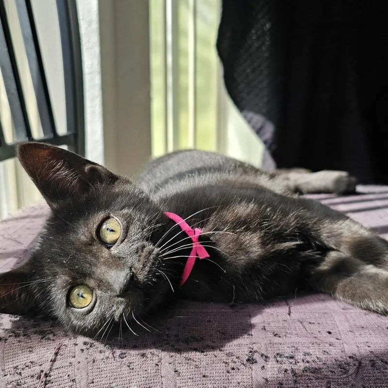 A baby medium-sized female Black Domestic Short Hair cat named Yum Yum for adoption in Parkland, FL