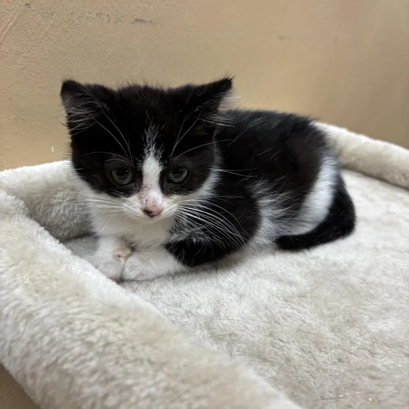 A baby small-sized male Black Domestic Short Hair cat named Glen for adoption in Hemet, CA