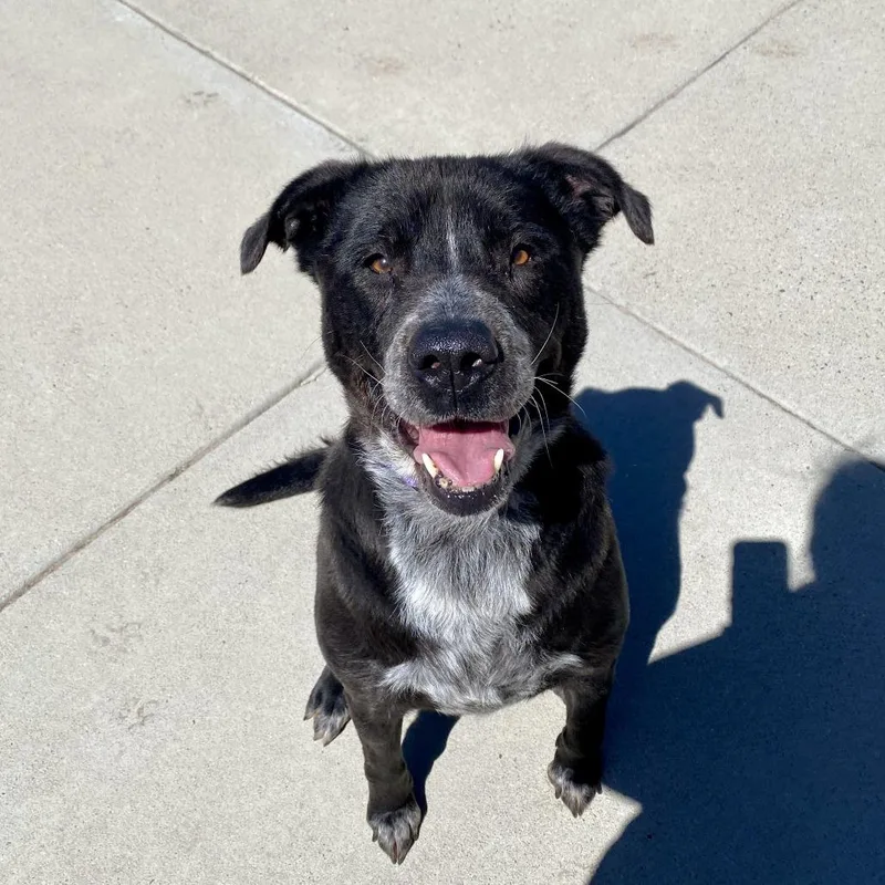 A senior large-sized female Black Mixed Breed dog named Juniper for adoption in Cheyenne, WY