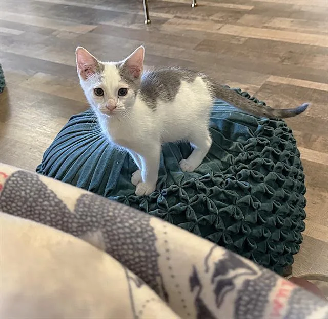 A baby small-sized male Domestic Short Hair cat named Pua Pua for adoption in Sacramento, CA