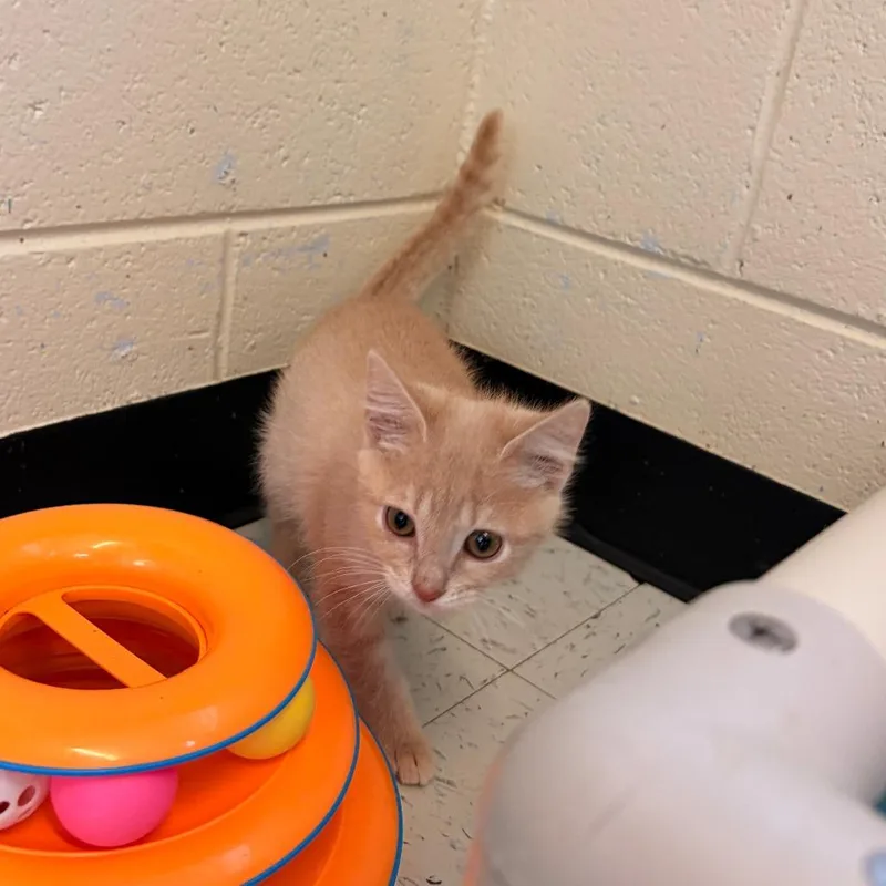 A baby small-sized male Domestic Short Hair cat named Pumpkin for adoption in Franklin, NC