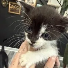 A baby medium-sized female Black Domestic Medium Hair cat named Minerva for adoption in Annapolis, MD