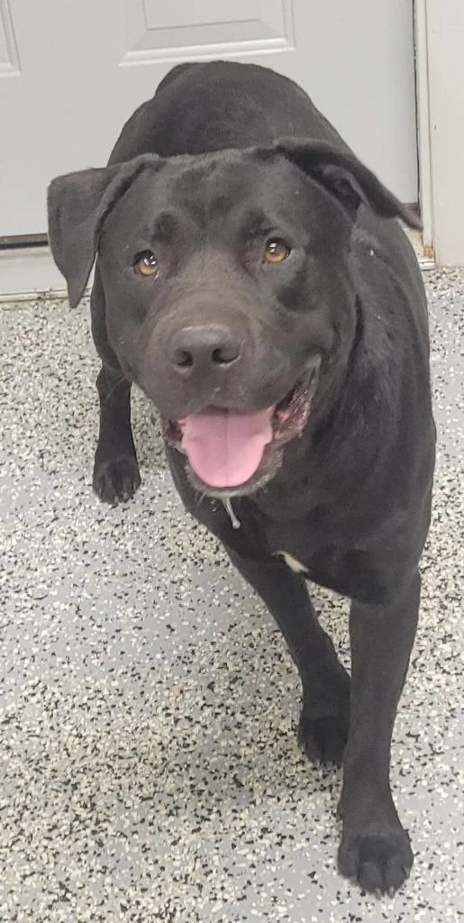 A young medium-sized male Pit Bull Terrier dog named Rex for adoption in Seven Points, TX