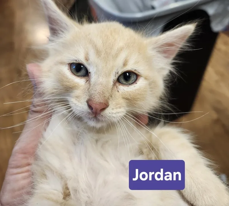 Jordan thumbnail 2