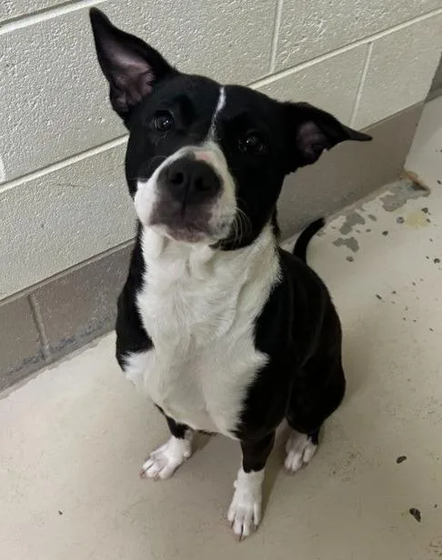 A young medium-sized female Pit Bull Terrier dog named Cuddles for adoption in Johnson City, TN