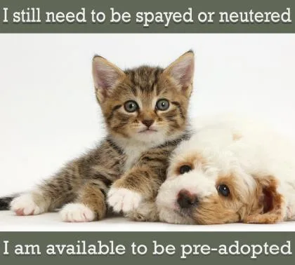 Lady Bug thumbnail 2