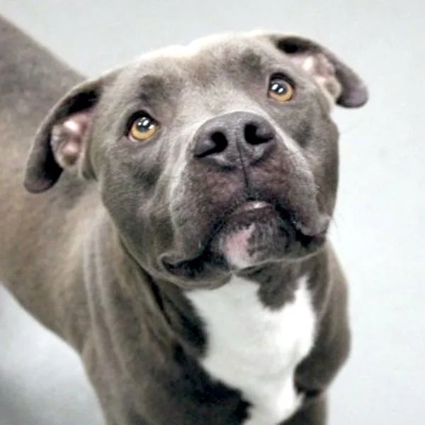 An adult large-sized male Pit Bull Terrier dog named Rocky for adoption in Des Moines, IA