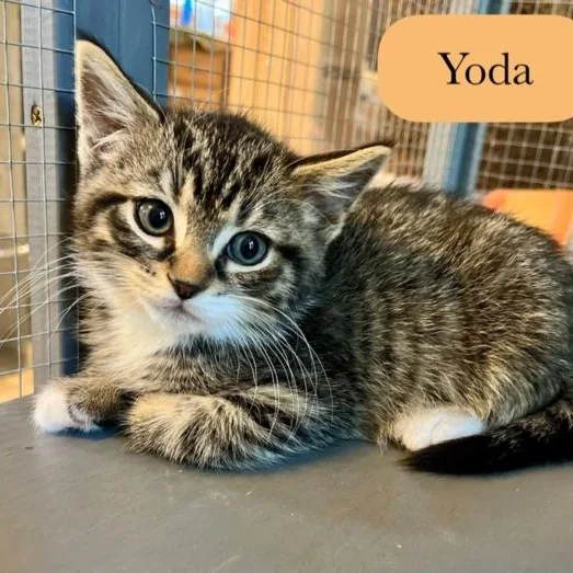 A baby small-sized male Brown / Chocolate Domestic Short Hair cat named Yoda for adoption in Chalfont, PA