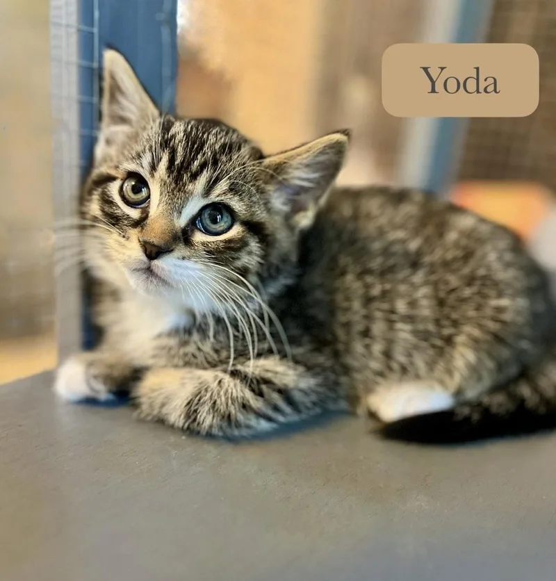 Yoda thumbnail 4