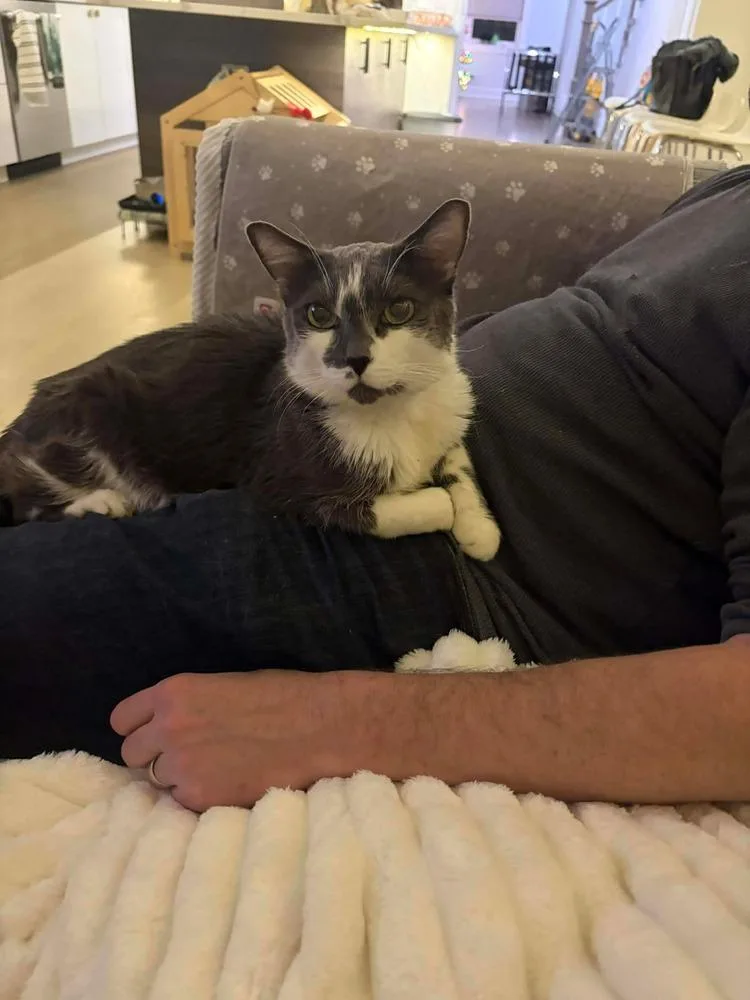 An adult medium-sized female Gray & White Domestic Short Hair cat named Peggy for adoption in Chicago, IL