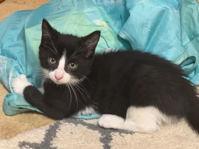 A baby small-sized male American Shorthair cat named Coco for adoption in Hagaman, NY