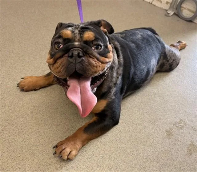 A young small-sized male American Bulldog dog named Cheddar Bear for adoption in San Bernardino, CA