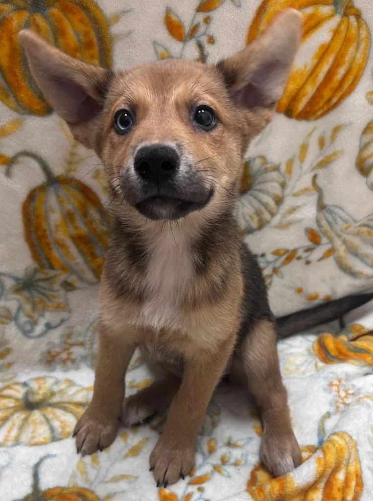 A baby small-sized female Chow Chow dog named Oni for adoption in Madison, GA