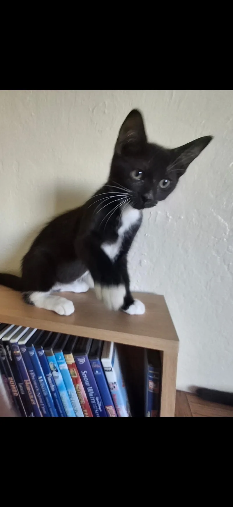 A baby small-sized male Black & White / Tuxedo Domestic Short Hair cat named Jimmy for adoption in Visalia, CA