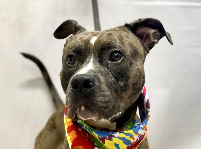 A young medium-sized male Merle (Blue) Terrier dog named Nika for adoption in Sanford, FL