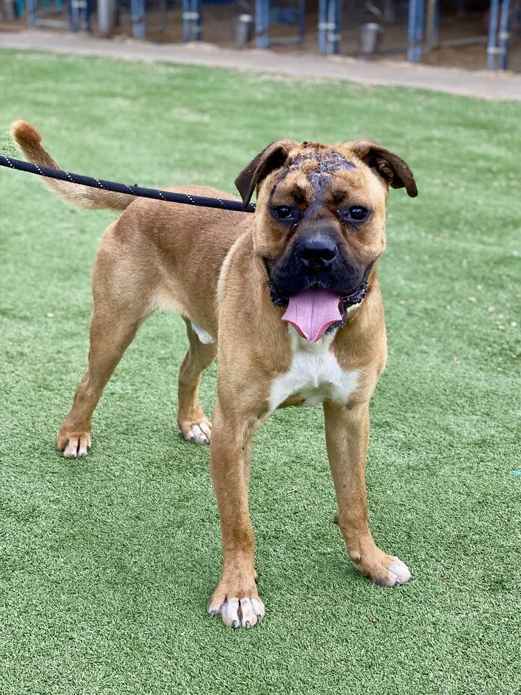 A young medium-sized male Yellow / Tan / Blond / Fawn Boxer dog named Hutch II for adoption in Hewitt, TX
