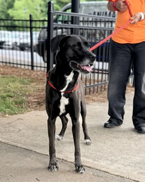 An adult large-sized female Greyhound dog named Ino for adoption in Canton, GA