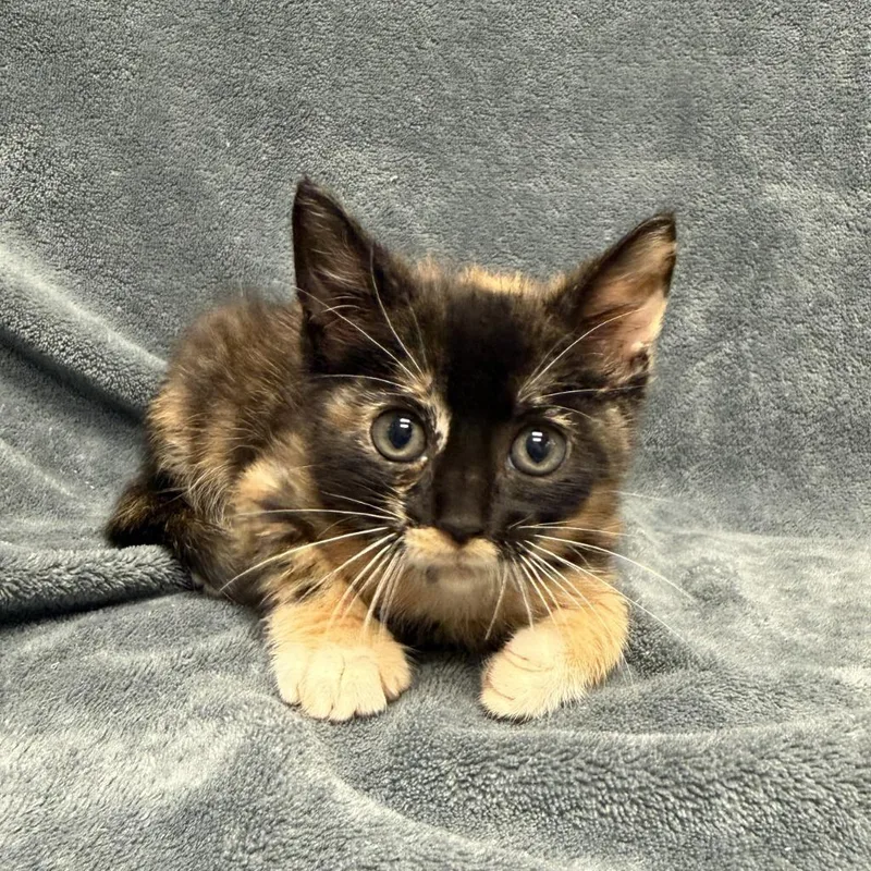 A baby medium-sized female Domestic Short Hair cat named Raven for adoption in Brenham, TX