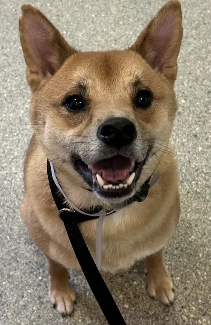 Kiko