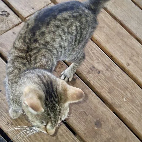 A young medium-sized female Tabby (Brown / Chocolate) Domestic Short Hair cat named Spike for adoption in Seven Valleys, PA