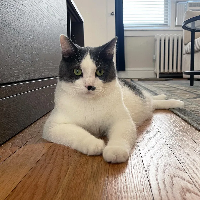 An adult large-sized male Gray & White Domestic Short Hair cat named Romeo for adoption in Chicago, IL