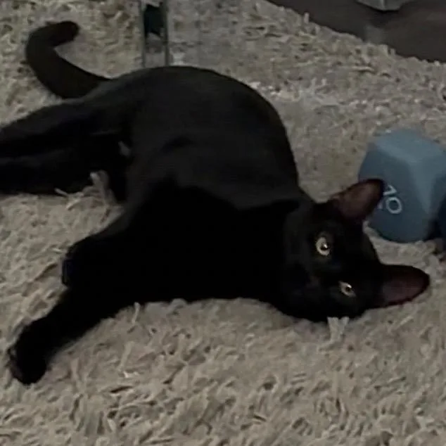 A baby small-sized female Black Domestic Short Hair cat named Little Pollywog for adoption in Grand Rapids, MN