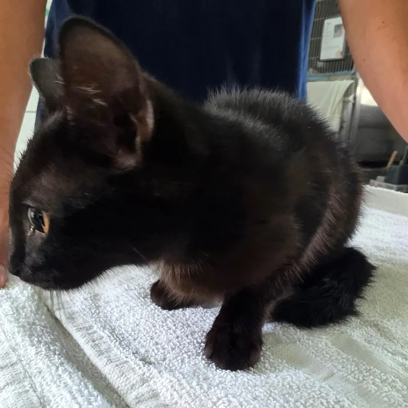 A baby small-sized male Black Domestic Short Hair cat named Koji for adoption in Chapel Hill, NC
