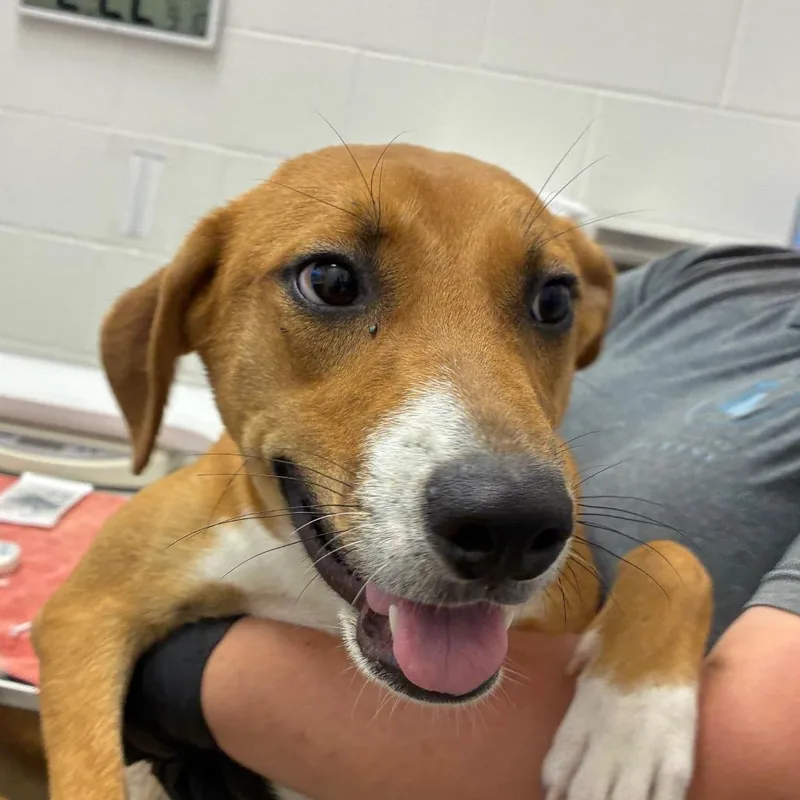 A young medium-sized female Labrador Retriever dog named Hannah for adoption in Corpus Christi, TX