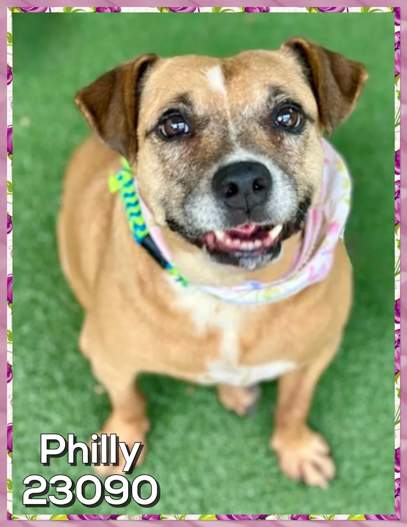 A senior medium-sized female Boxer dog named Philly for adoption in Marietta, GA