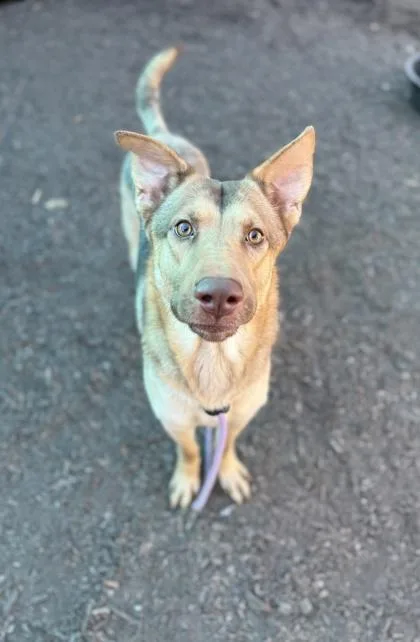 An adult large-sized male Mixed Breed dog named Molluck for adoption in Chamblee, GA