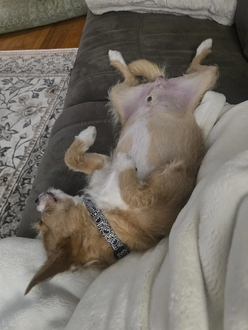 Shrimp thumbnail 2