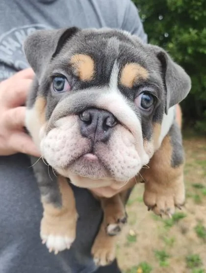 Rafael Buster thumbnail 2