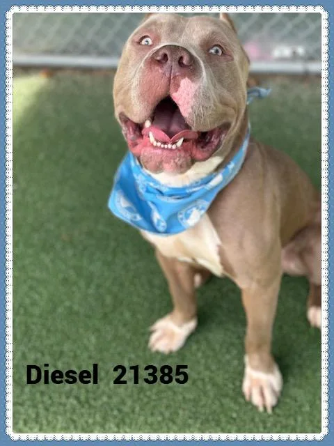 A young large-sized male Pit Bull Terrier dog named Dieseljava for adoption in Marietta, GA
