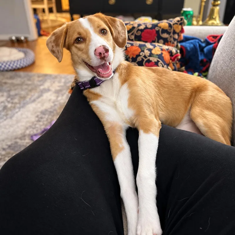 A young medium-sized female Mixed Breed dog named Sienna for adoption in Columbia, MD