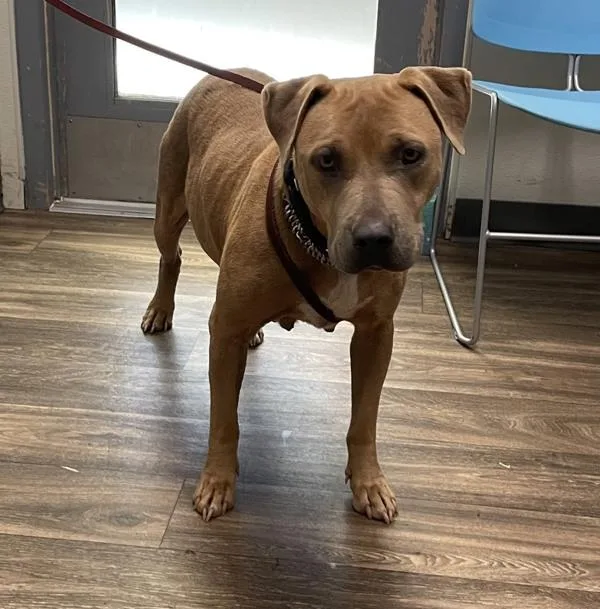 An adult medium-sized female Pit Bull Terrier dog named Queen for adoption in San Diego, CA