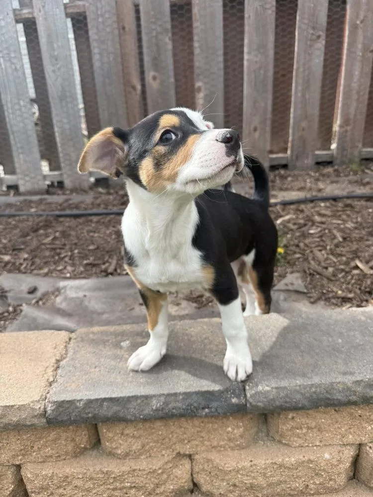 A baby small-sized female Tricolor (Brown, Black, & White) Labrador Retriever dog named Mel for adoption in Colorado Springs, CO