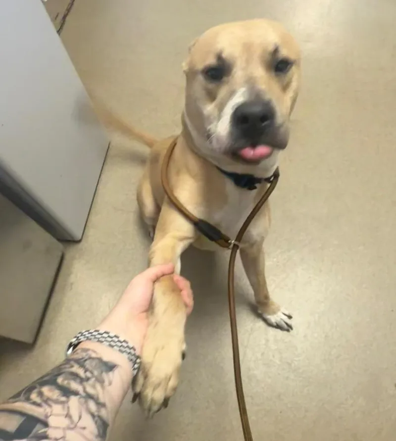 A young medium-sized male Staffordshire Bull Terrier dog named Derrick Morgan for adoption in Springfield, OH