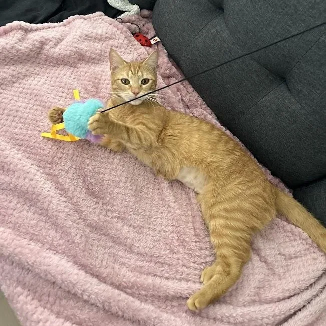 Tastykakes thumbnail 2