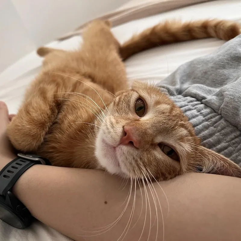 A baby medium-sized female Tabby (Orange / Red) American Shorthair cat named Tastykakes for adoption in brooklyn, NY