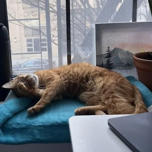 Tastykakes thumbnail 3