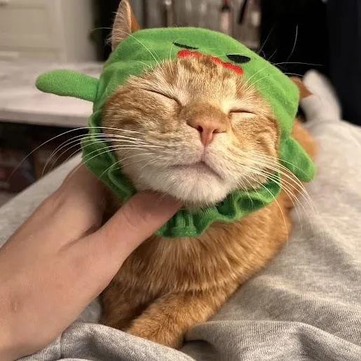 Tastykakes thumbnail 4