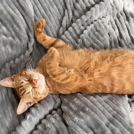 Tastykakes thumbnail 5