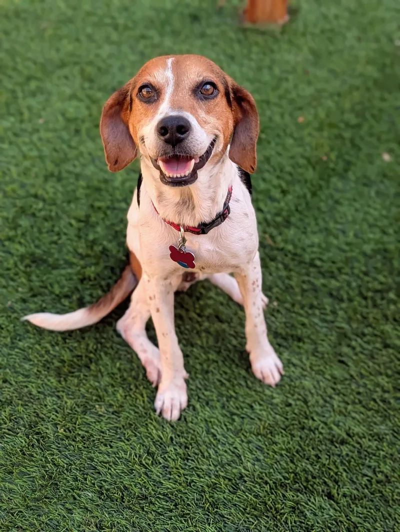An adult medium-sized female Beagle dog named Elsa Iv for adoption in Tampa, FL