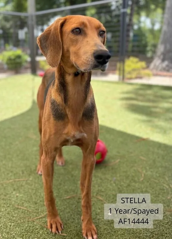 Stella