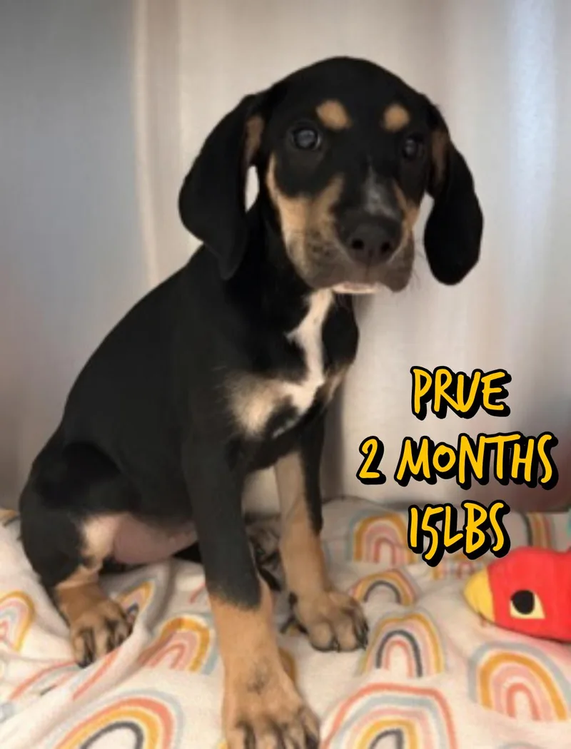 A baby medium-sized female Mixed Breed dog named Prue for adoption in Holbrook, NY
