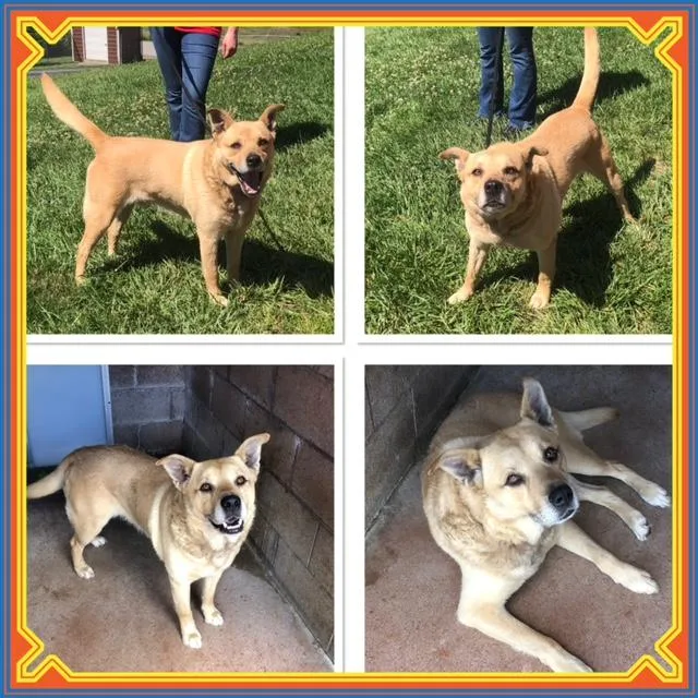An adult large-sized male Yellow / Tan / Blond / Fawn Shepherd dog named Tala for adoption in Buckhannon, WV