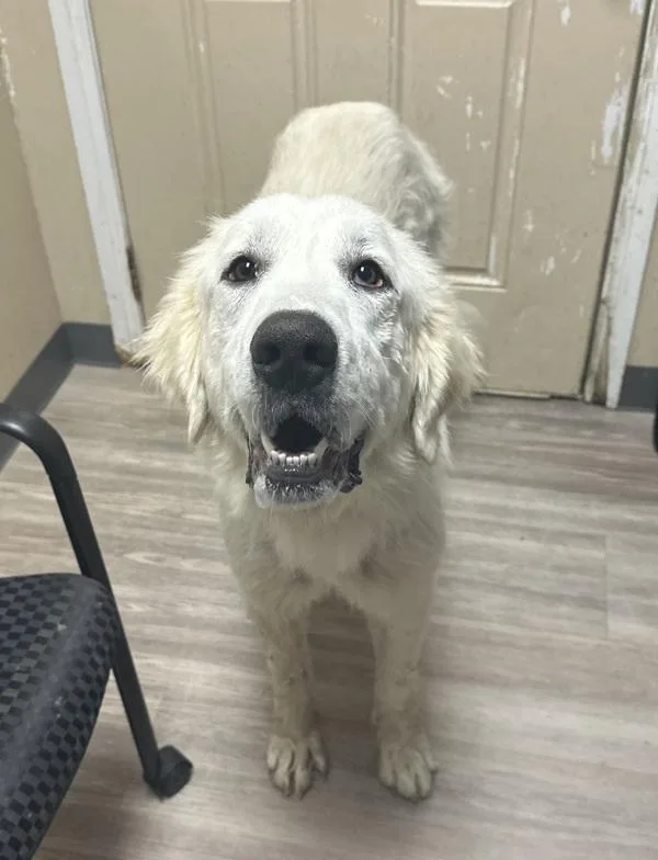 An adult large-sized female Great Pyrenees dog named Astrid for adoption in Oceanside, CA